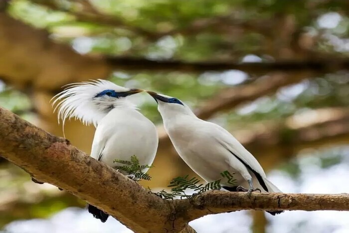 Burung-Jalak-Bali