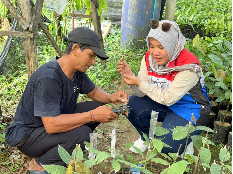 Program Efisiensi Bud Grafting bibit coklat menggunakan Alat GRAPES (Grafting Presisi Sambung